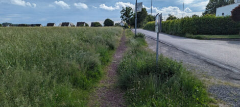 Ein komplett überwucherter Gehweg. In der Mitte ist ein schmaler Pfad zu erahnen.