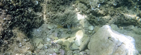 Ein Fisch von oben vor dem Meeresboden