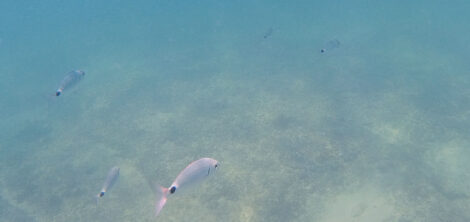 Ein paar silberne Fische mit einem schwarzen Punkt vor der Schwanzflosse, schwimmen von der Kamera weg.