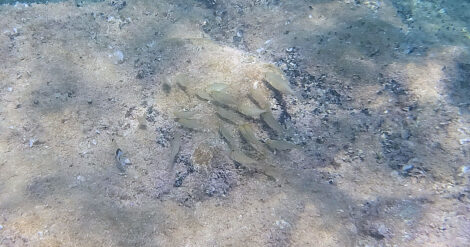 Ein kleiner Fischschwarm grast die Algen auf dem Meeresboden ab.